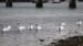 8-Cygne de Bewick | Cygnus columbianus bewickii | Bewick’s Swan